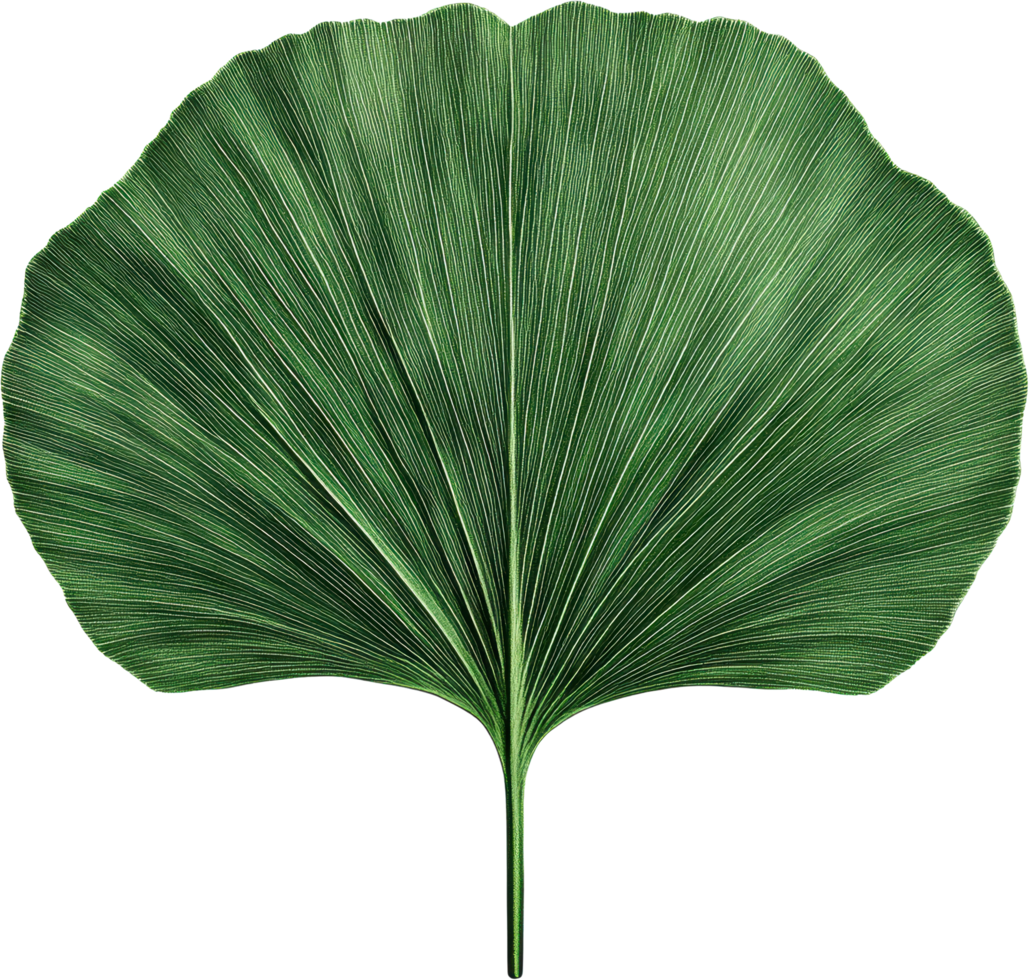 Ginkgo Biloba